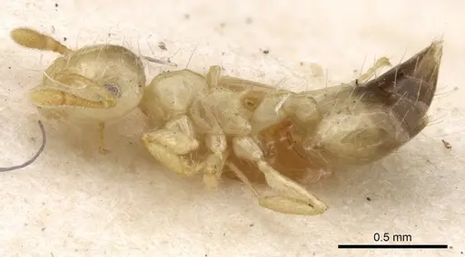 Crematogaster quadriruga specimen CASENT0902116 image casent0902116_3