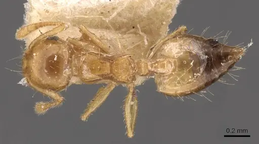 Crematogaster quadriruga specimen CASENT0908368 image casent0908368_1