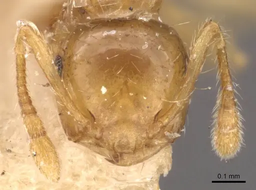 Crematogaster quadriruga specimen CASENT0908368 image casent0908368_2