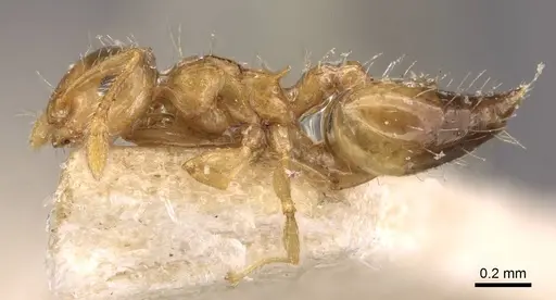 Crematogaster quadriruga specimen CASENT0908368 image casent0908368_3