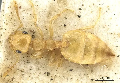 Crematogaster queenslandica specimen CASENT0902130 image casent0902130_1