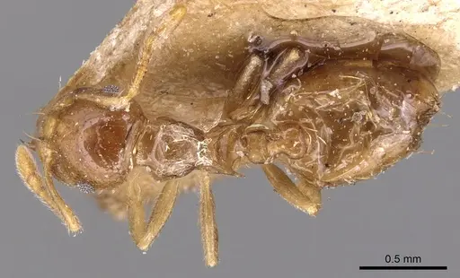 Crematogaster queenslandica specimen CASENT0904498 image casent0904498_1