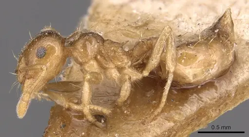 Crematogaster queenslandica specimen CASENT0904498 image casent0904498_3
