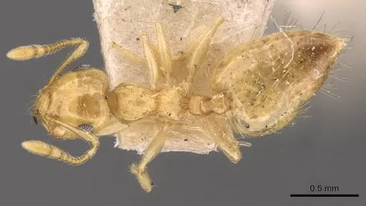 Crematogaster queenslandica specimen CASENT0908379 image casent0908379_1