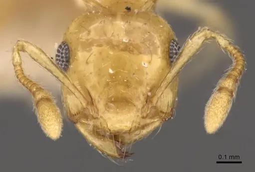 Crematogaster queenslandica specimen CASENT0908379 image casent0908379_2