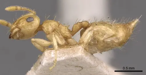 Crematogaster queenslandica specimen CASENT0908379 image casent0908379_3