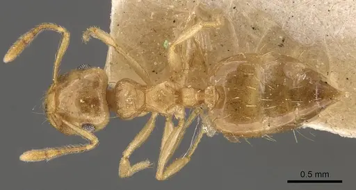 Crematogaster queenslandica specimen CASENT0908380 image casent0908380_1