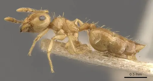 Crematogaster queenslandica specimen CASENT0908380 image casent0908380_3