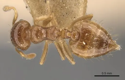 Crematogaster queenslandica specimen CASENT0908381 image casent0908381_1