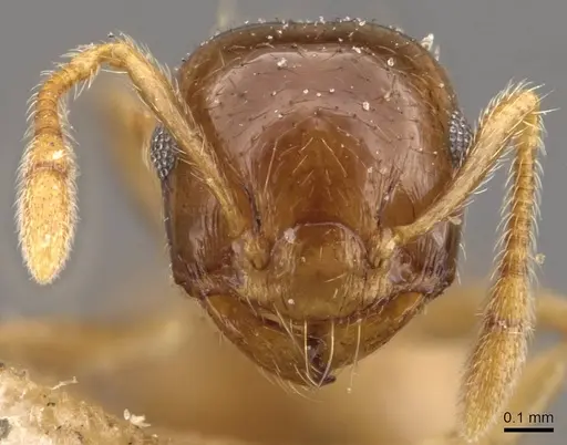 Crematogaster queenslandica specimen CASENT0908381 image casent0908381_2