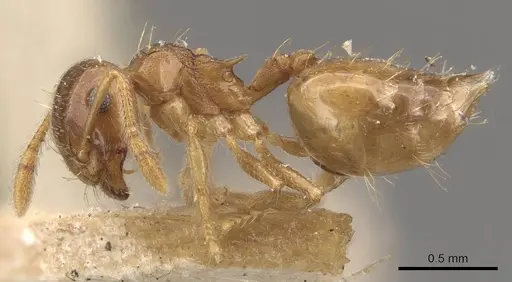 Crematogaster queenslandica specimen CASENT0908381 image casent0908381_3