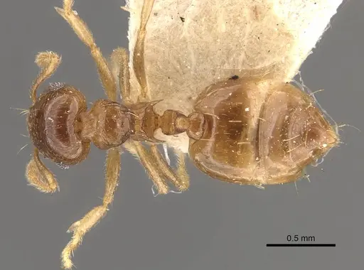 Crematogaster queenslandica specimen CASENT0908382 image casent0908382_1