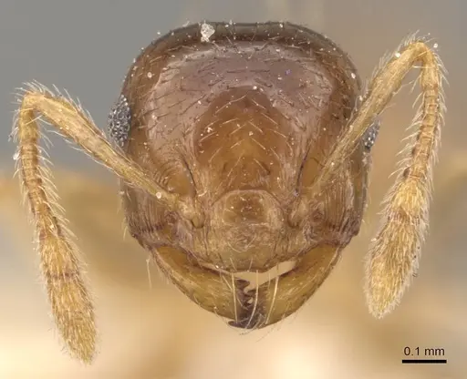 Crematogaster queenslandica specimen CASENT0908382 image casent0908382_2