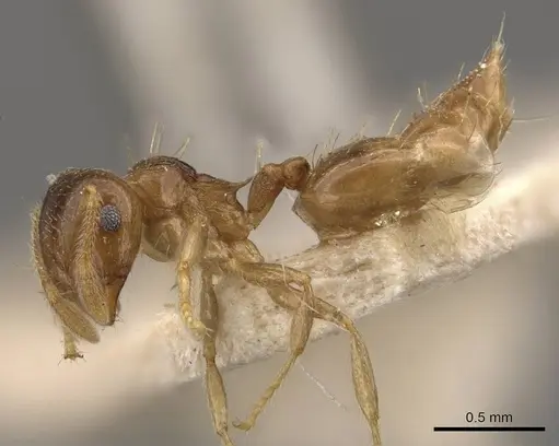 Crematogaster queenslandica specimen CASENT0908382 image casent0908382_3