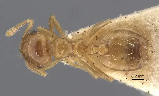 Crematogaster queenslandica specimen CASENT0917801 image casent0917801_1