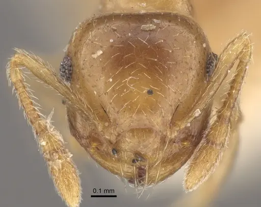 Crematogaster queenslandica specimen CASENT0917801 image casent0917801_2