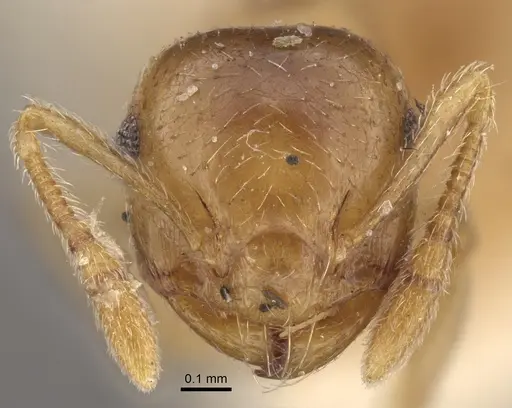 Crematogaster queenslandica specimen CASENT0917801 image casent0917801_3