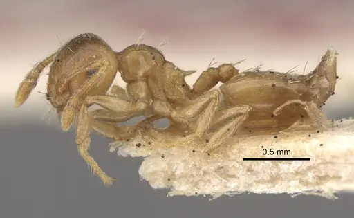 Crematogaster queenslandica specimen CASENT0917801 image casent0917801_4