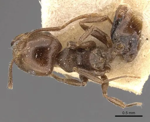 Crematogaster ralumensis specimen CASENT0908385 image casent0908385_1