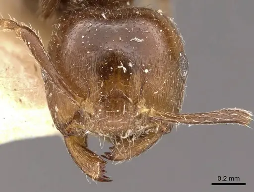 Crematogaster ralumensis specimen CASENT0908385 image casent0908385_2