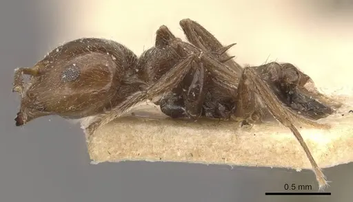 Crematogaster ralumensis specimen CASENT0908385 image casent0908385_3