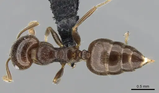 Crematogaster ramamy specimen CASENT0317764 image casent0317764_1