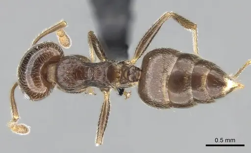 Crematogaster ramamy specimen CASENT0317764 image casent0317764_2