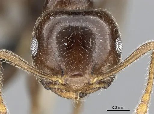 Crematogaster ramamy specimen CASENT0317764 image casent0317764_3