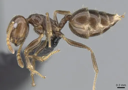 Crematogaster ramamy specimen CASENT0317764 image casent0317764_4