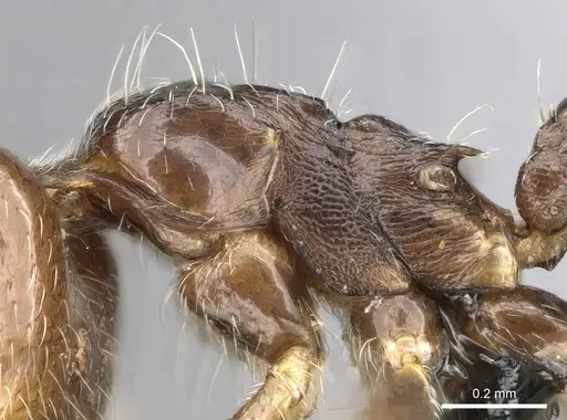 Crematogaster ramamy specimen CASENT0317764 image casent0317764_5