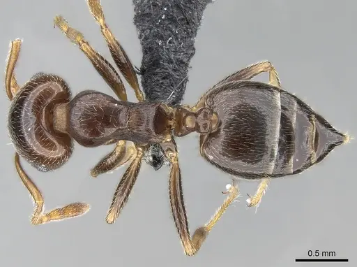 Crematogaster ramamy specimen CASENT0317780 image casent0317780_1