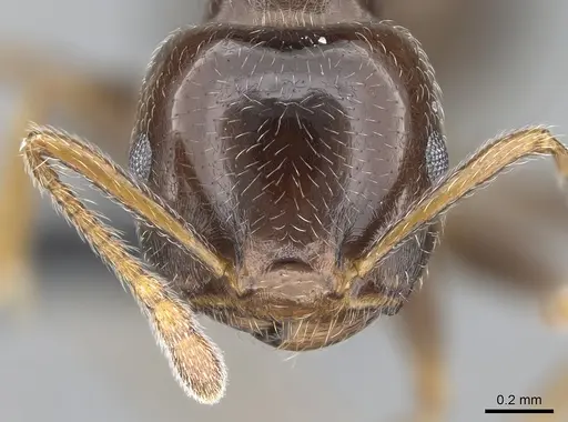 Crematogaster ramamy specimen CASENT0317780 image casent0317780_2