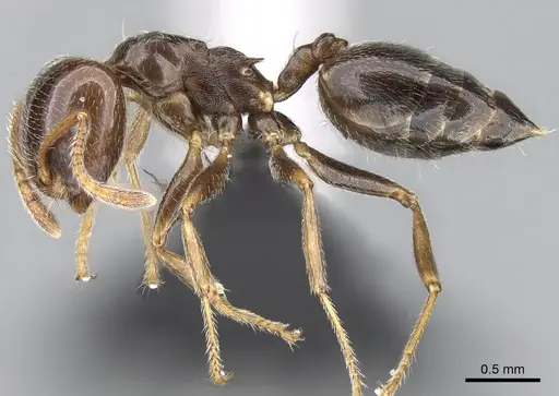 Crematogaster ramamy specimen CASENT0317780 image casent0317780_3