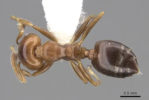 Crematogaster ramamy specimen CASENT0922644 image casent0922644_1
