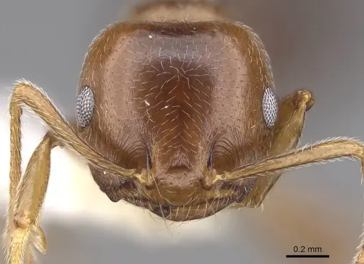 Crematogaster ramamy specimen CASENT0922644 image casent0922644_2