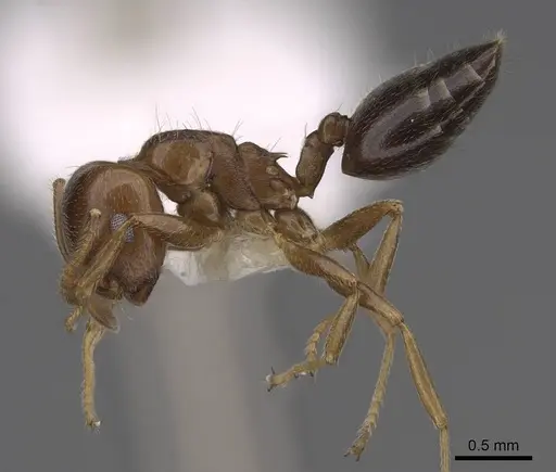 Crematogaster ramamy specimen CASENT0922644 image casent0922644_3