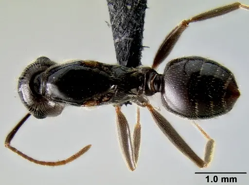 Crematogaster ranavalonae specimen CASENT0066769 image casent0066769_1
