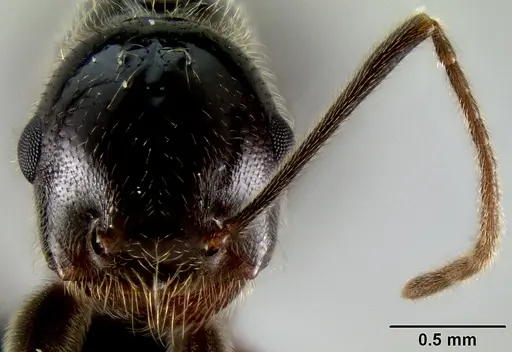 Crematogaster ranavalonae specimen CASENT0066769 image casent0066769_2
