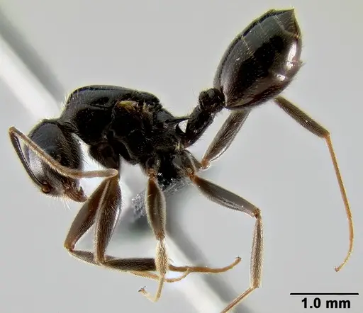 Crematogaster ranavalonae specimen CASENT0066769 image casent0066769_3