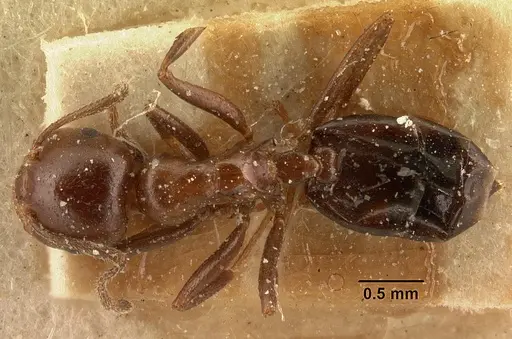 Crematogaster ranavalonae specimen CASENT0101162 image casent0101162_1