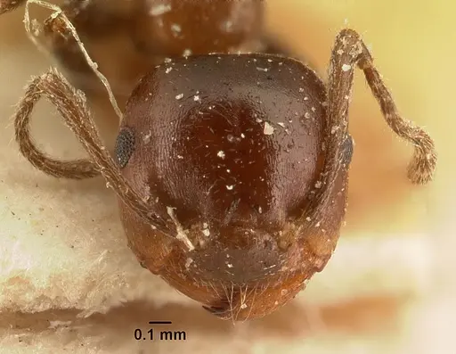 Crematogaster ranavalonae specimen CASENT0101162 image casent0101162_2