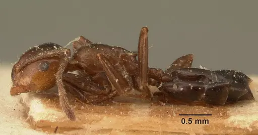 Crematogaster ranavalonae specimen CASENT0101162 image casent0101162_3