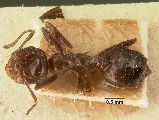 Crematogaster ranavalonae specimen CASENT0101163 image casent0101163_1