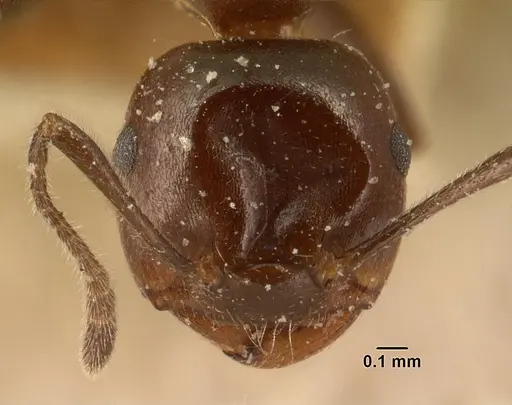 Crematogaster ranavalonae specimen CASENT0101163 image casent0101163_2