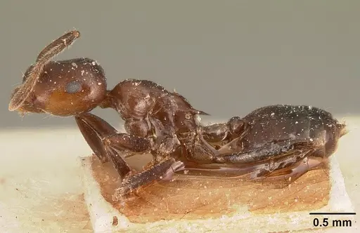 Crematogaster ranavalonae specimen CASENT0101163 image casent0101163_3