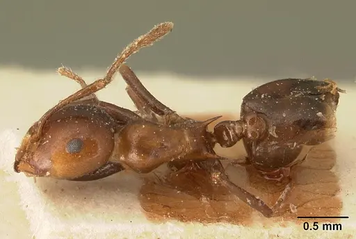 Crematogaster ranavalonae specimen CASENT0101164 image casent0101164_1