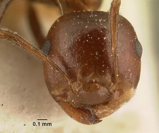 Crematogaster ranavalonae specimen CASENT0101164 image casent0101164_2