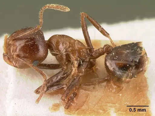 Crematogaster ranavalonae specimen CASENT0101164 image casent0101164_3