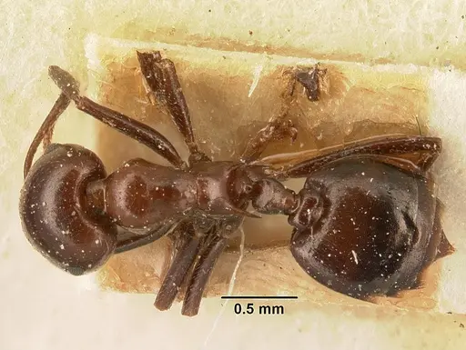 Crematogaster ranavalonae specimen CASENT0101165 image casent0101165_1
