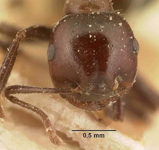 Crematogaster ranavalonae specimen CASENT0101165 image casent0101165_2